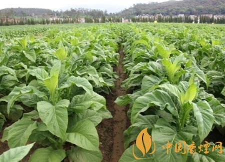 湖南瀏陽煙草局依托G80烤煙特色品種為煙農創收9375萬元！